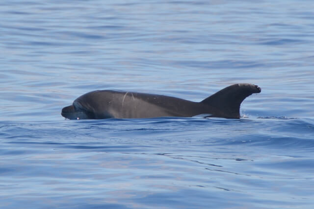 Dolfijnen spotten - Madeira attracties
