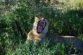Dichtbij leeuwen, Erindi Private Game Reserve, Namibië