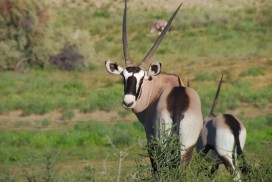 Gemsbok (oryx) in Kgalagadi Transfrontier Park, Zuid-Afrika