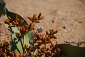 Welwitschia tour, Swakopmund, Namibie