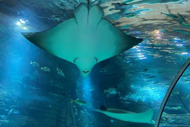 Nausicaá grootste aquarium van Europa