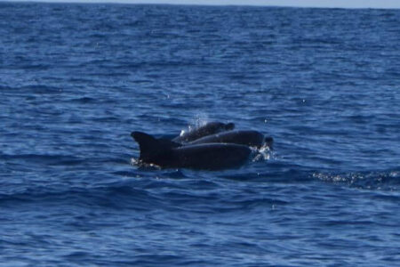 Walvissen en dolfijnen spotten Sao Miguel